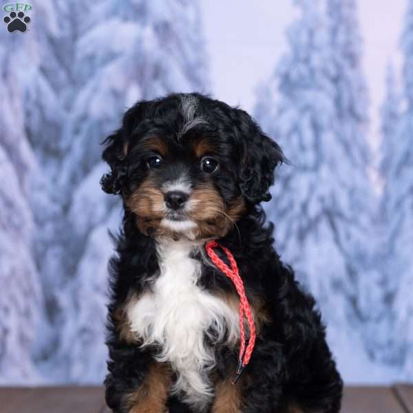 Vixen, Cavapoo Puppy